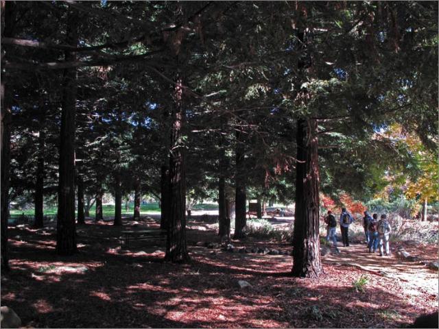 sm 091112.20 Lagoon V..jpg - Even young redwoods seem to dwarf the hikers.